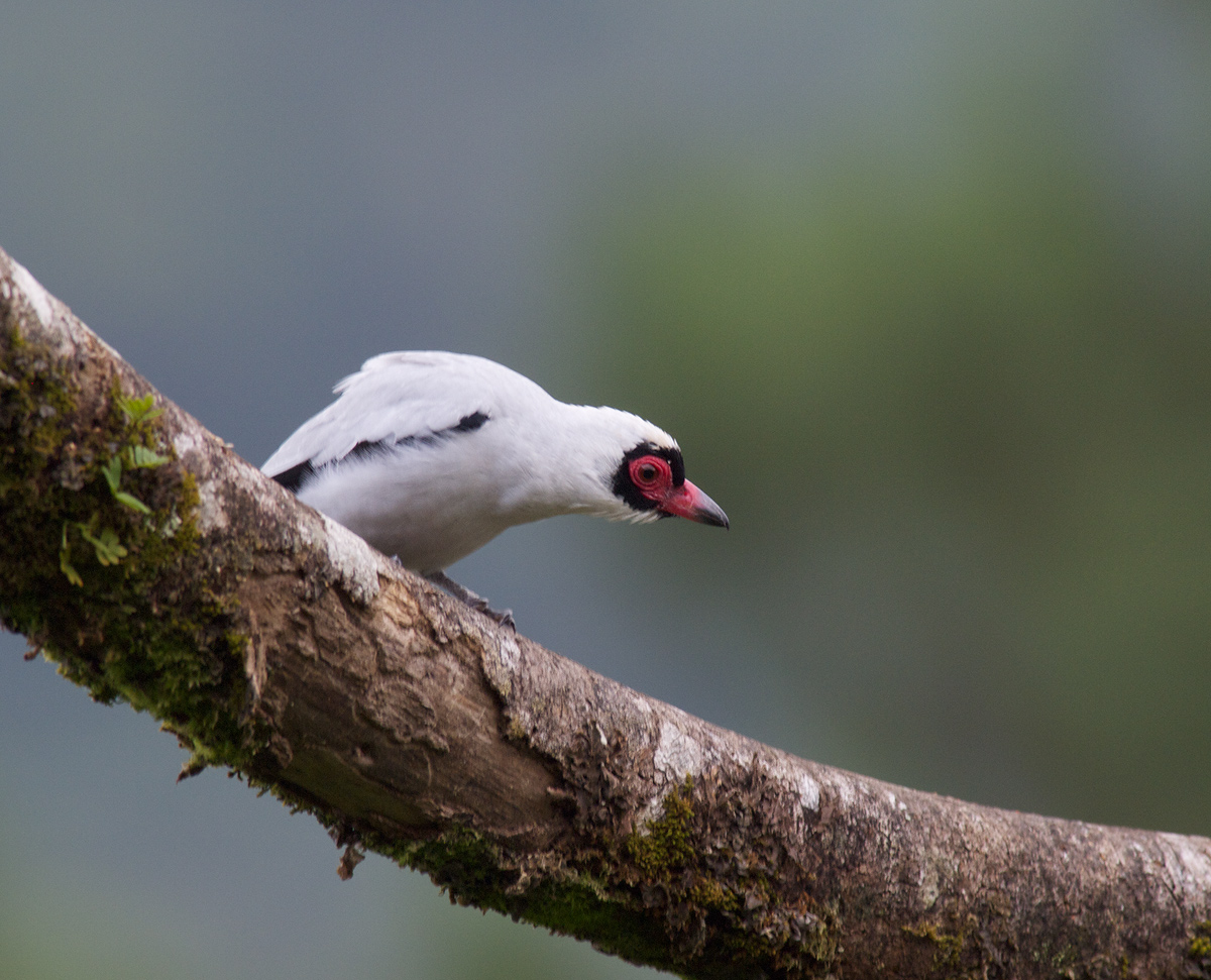 Masked Tityra Male