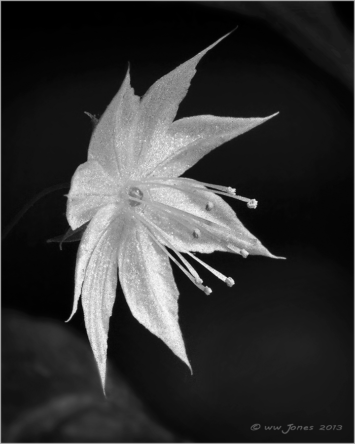 Shining Star