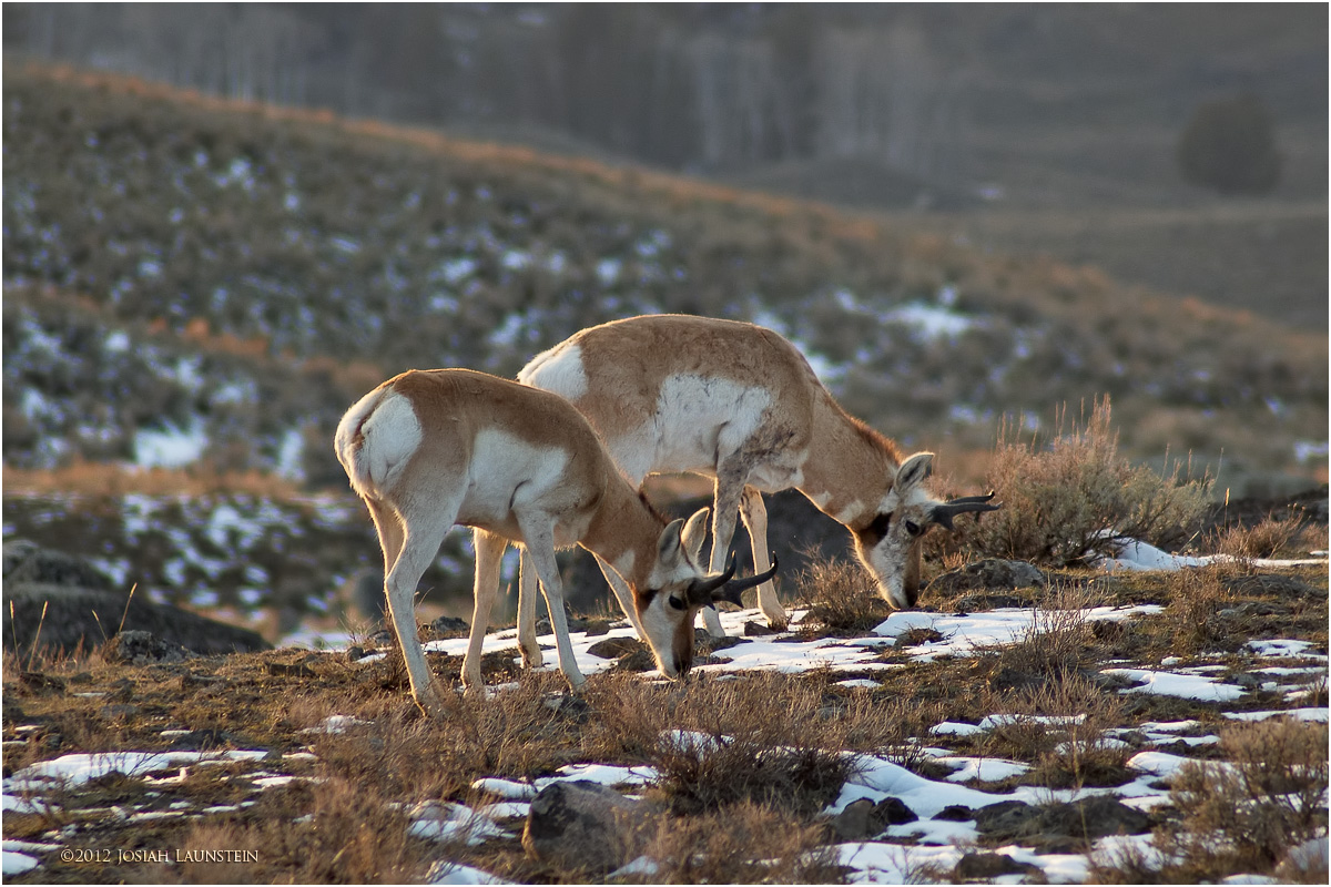 Pronghorn Pair