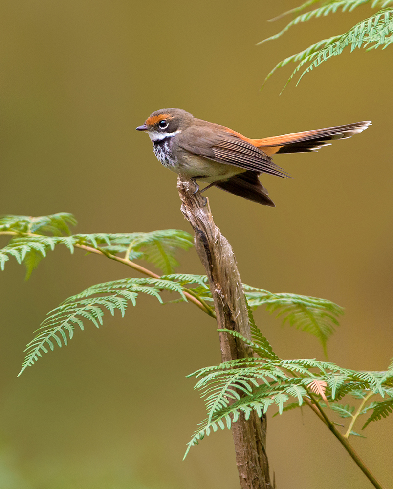 Rufous Fantail