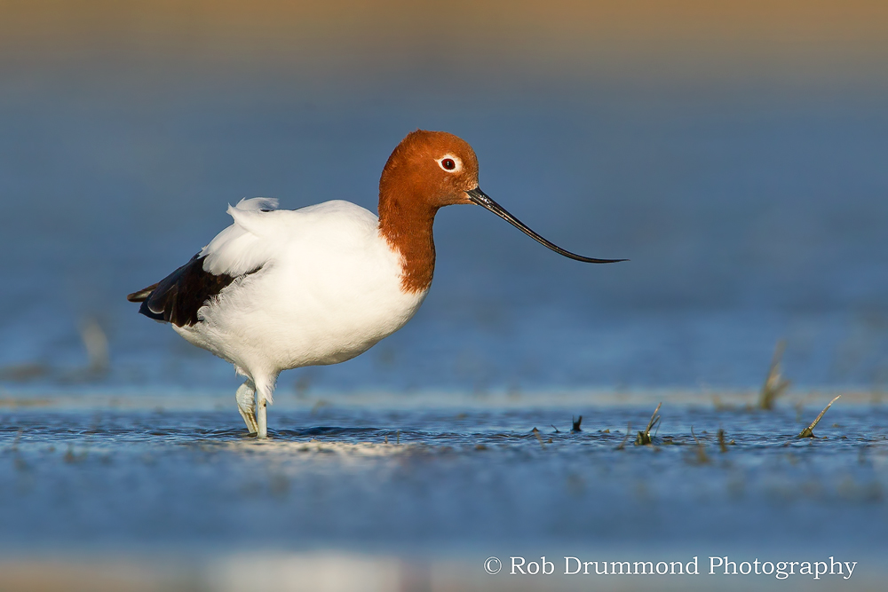 Red-necked Avocets
