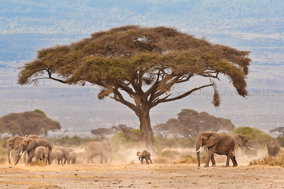 Wildlife - 1st HM