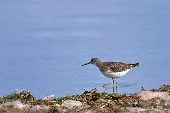 Solitary Sandpiper
