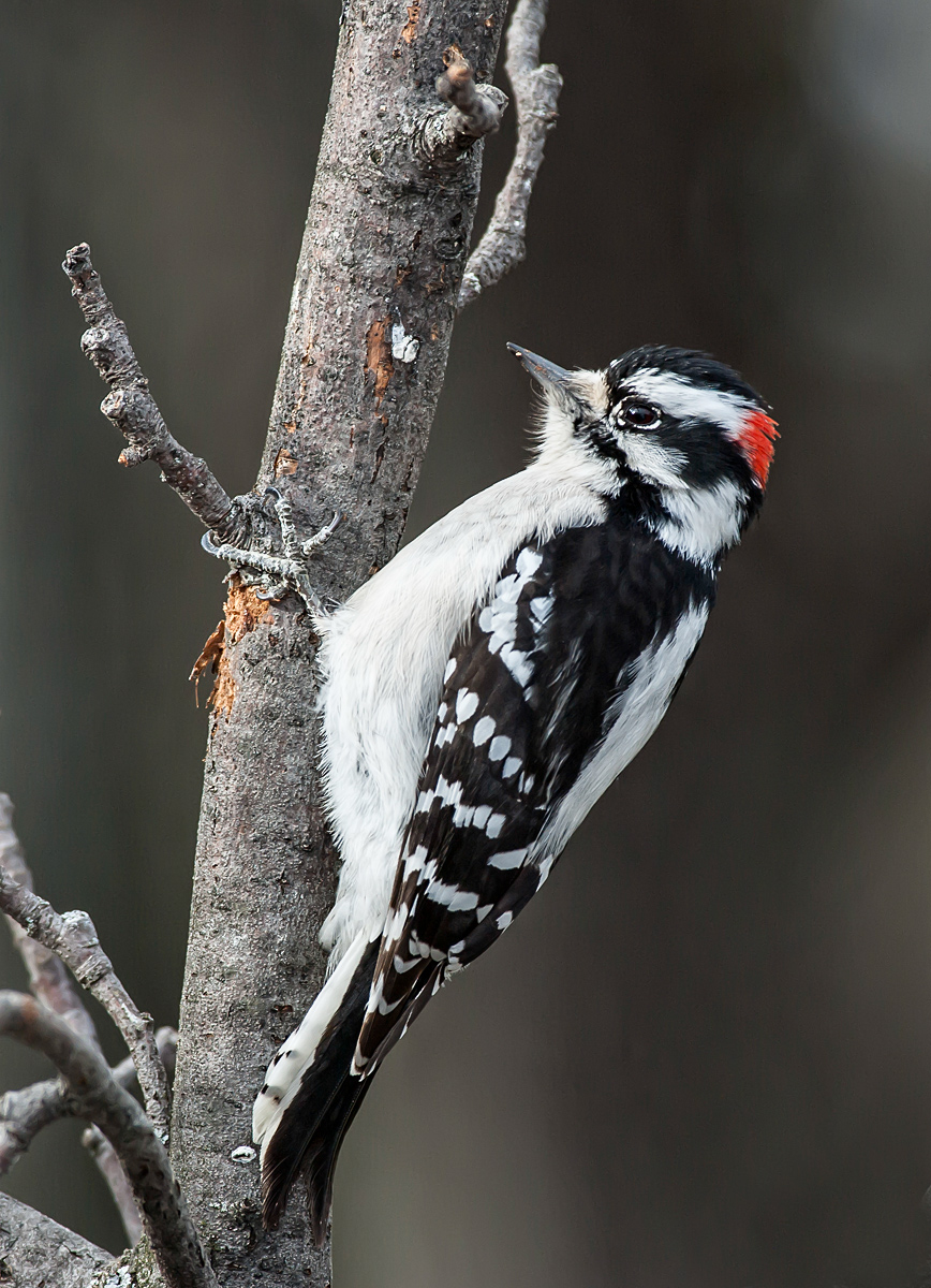 Male Downy