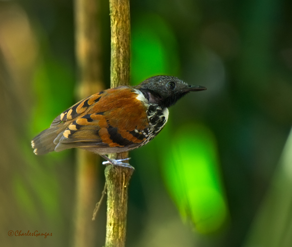Spotted Antbird