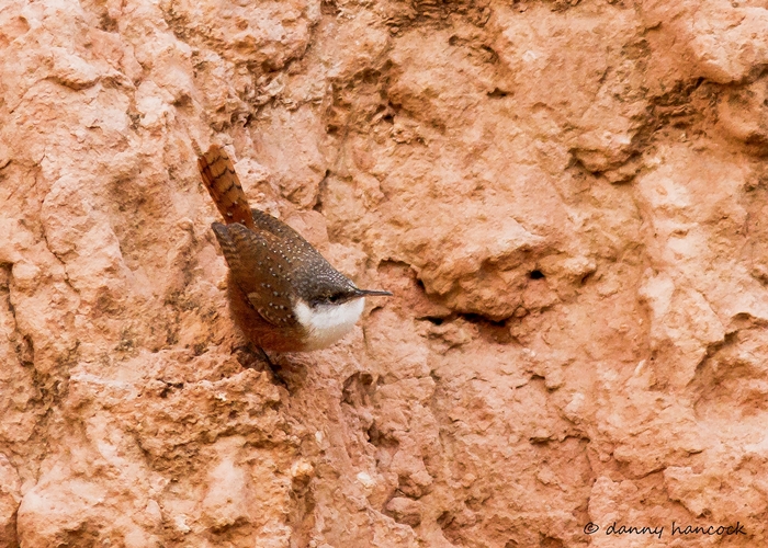 canyon wren