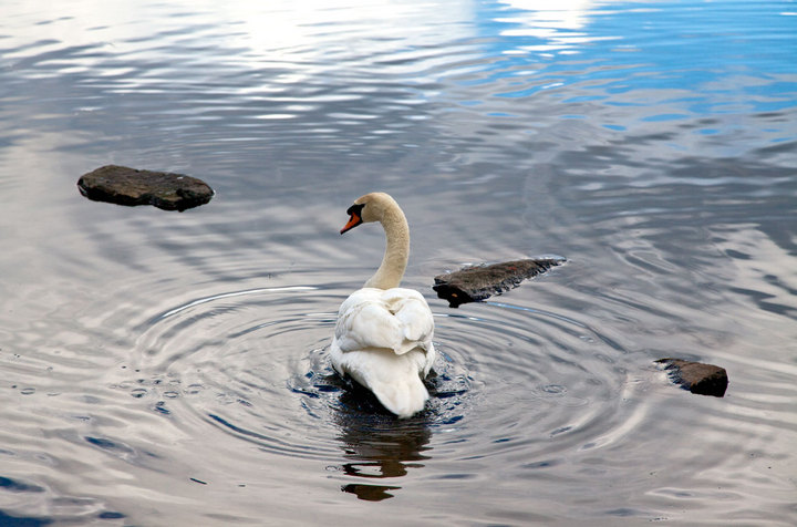 Swan