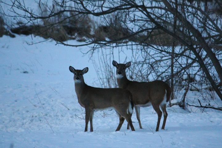 Cold night for deer 572