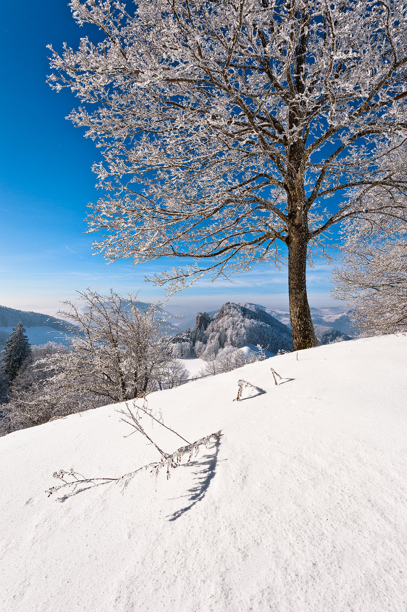 Hoarfrost & Snow