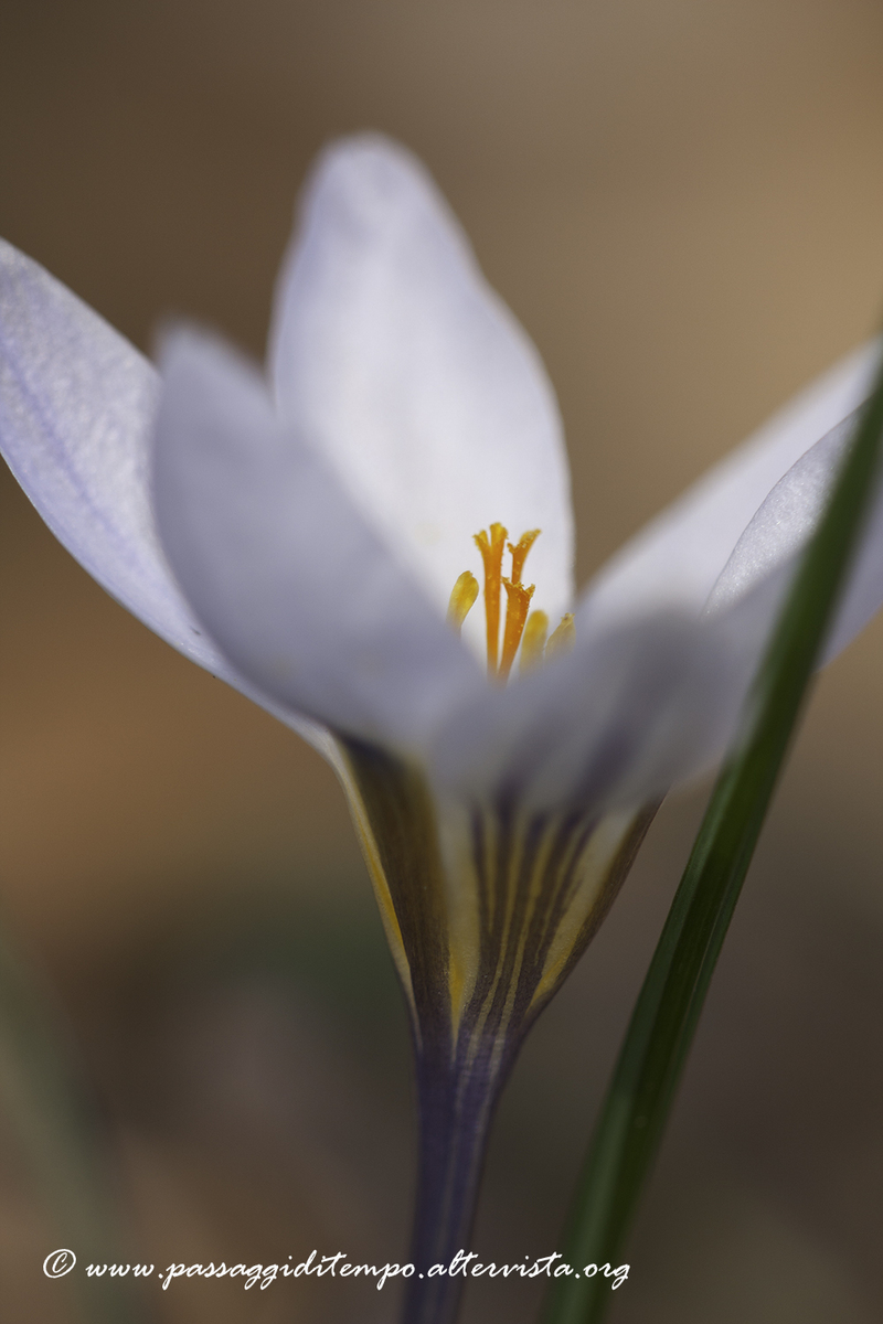 Crocus