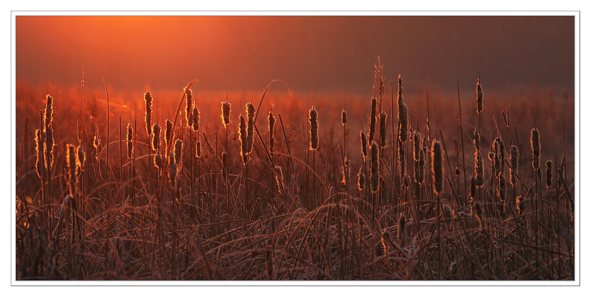 Cattail Sunrise