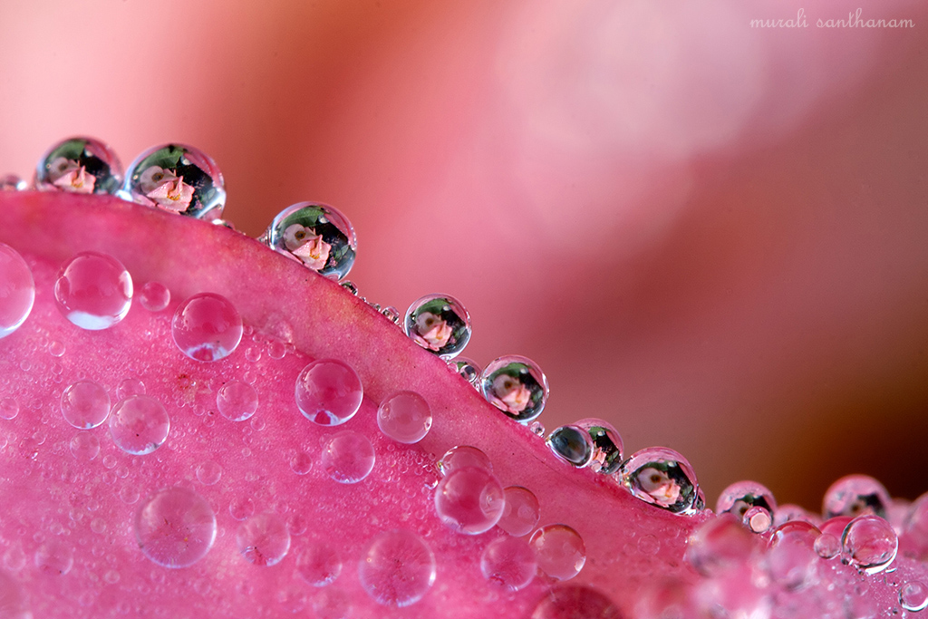 Rose Water