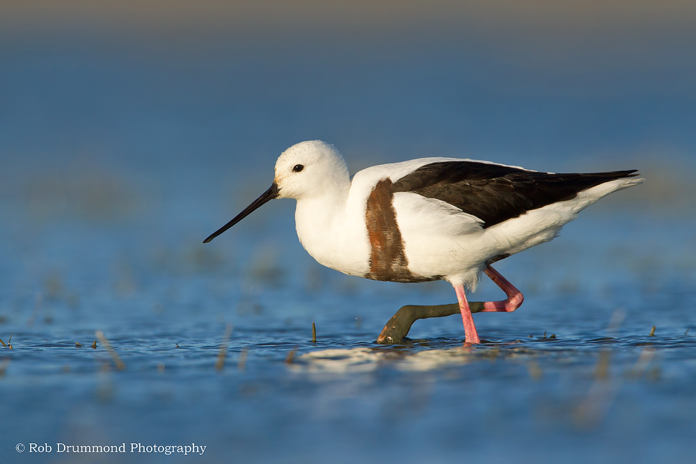 Banded Stilt