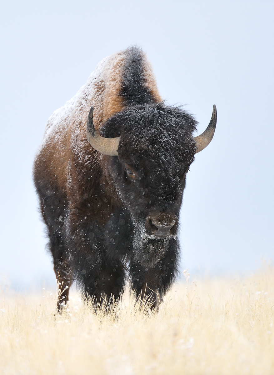 Incoming bison
