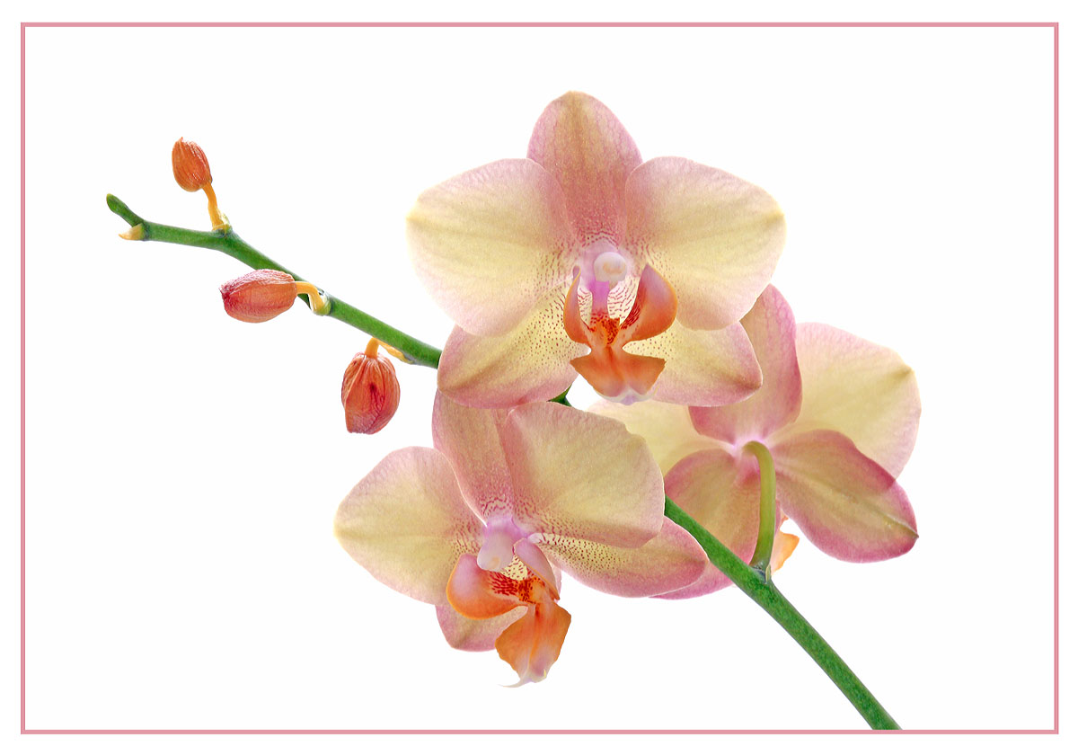 Orchid gift 2