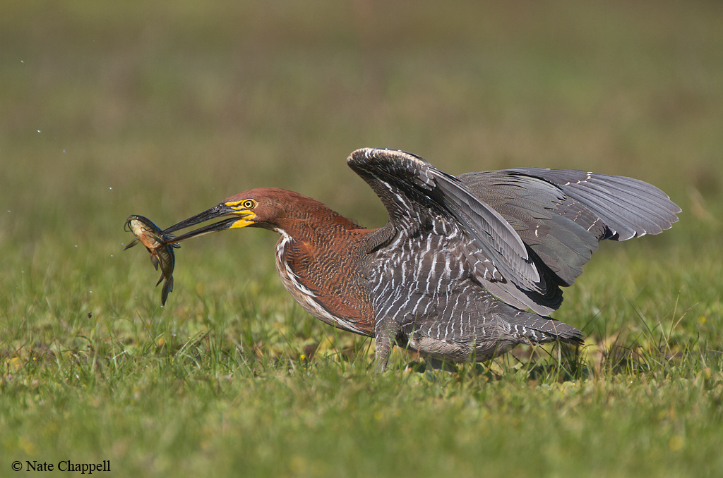 Rufescent Tiger Heron