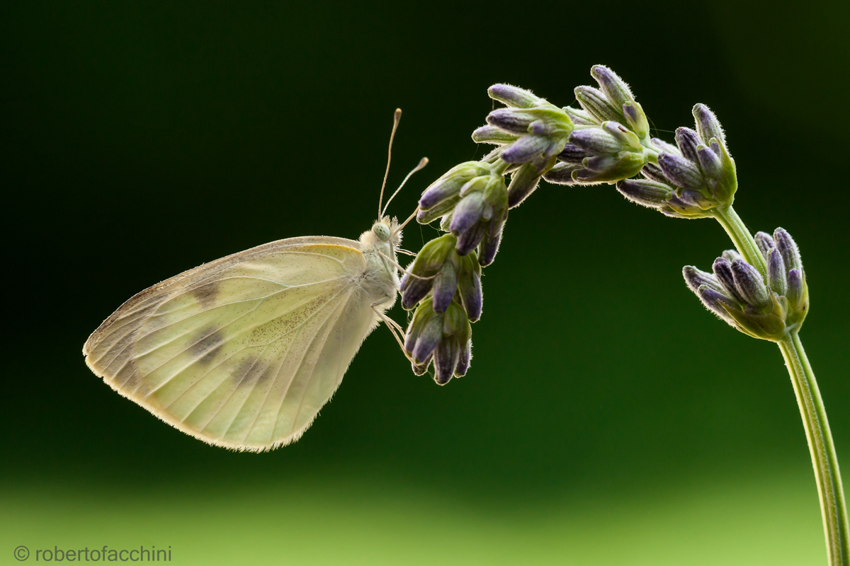 Pieris rapae