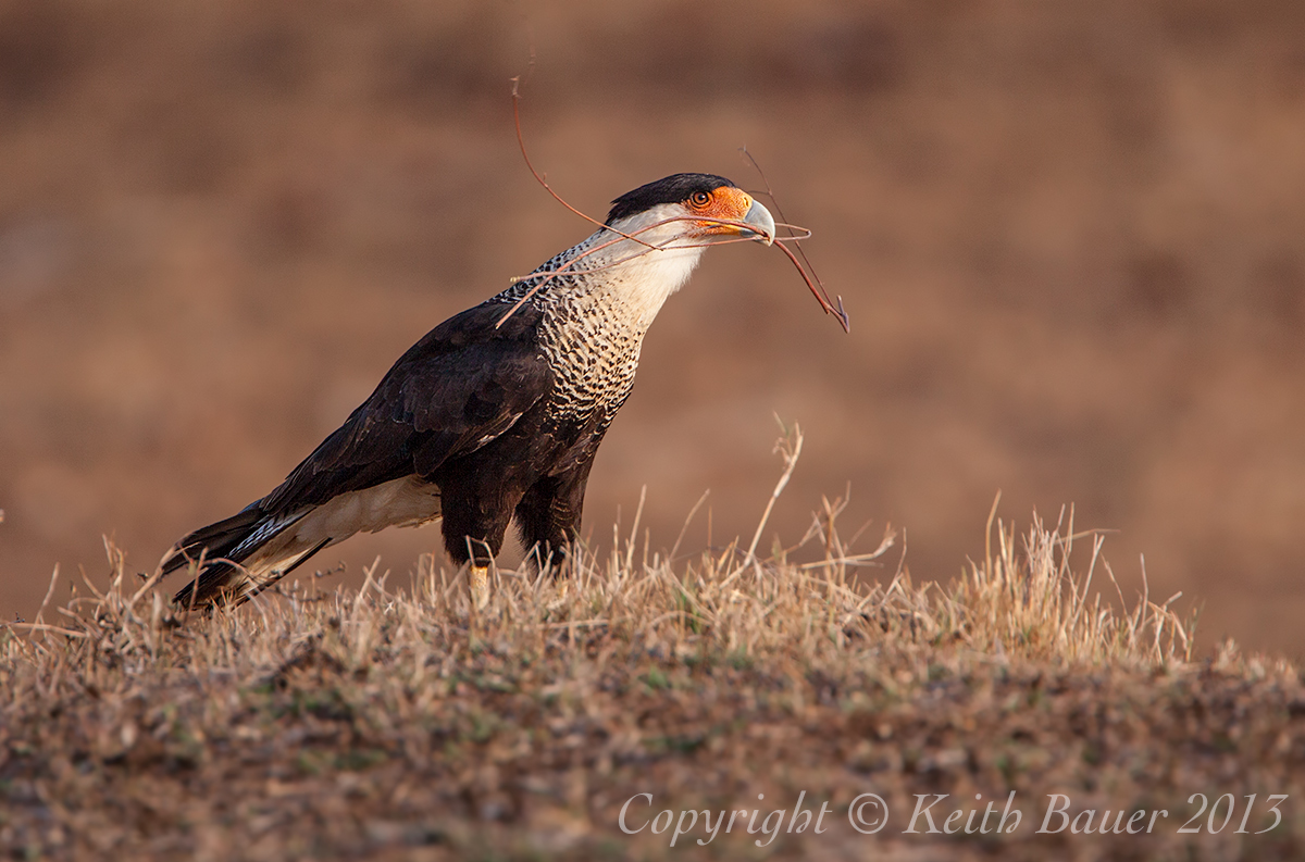 Crested Caracara