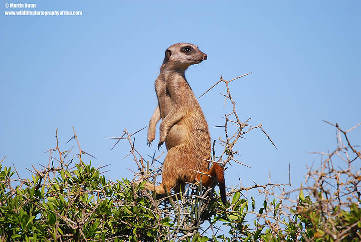 The Lookout