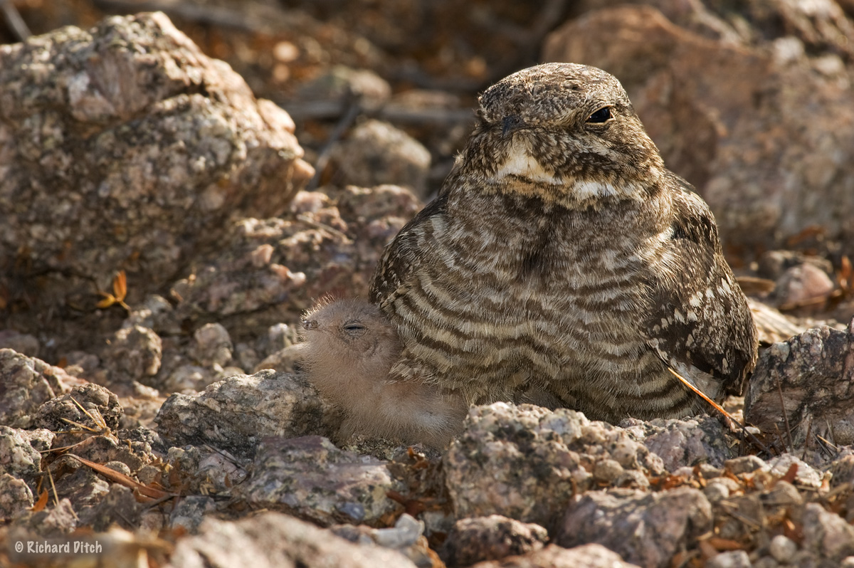 WC573 - Lesser Nighthawk