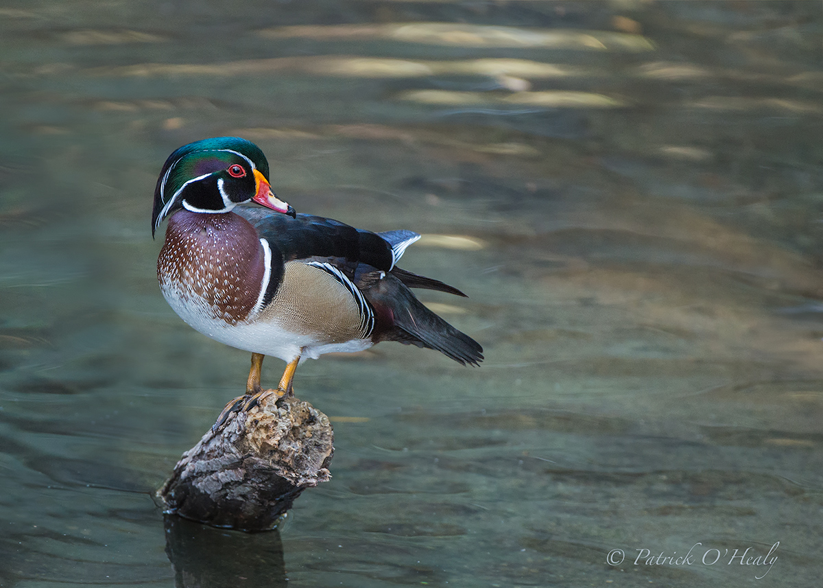 Wood Duck Re-Post