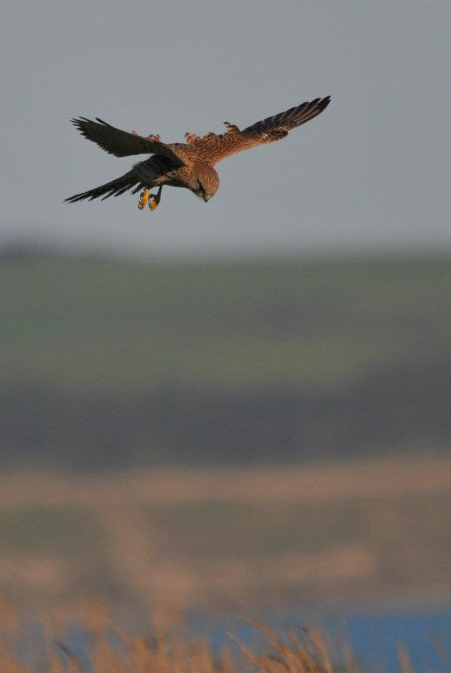 Kestrel Hovering