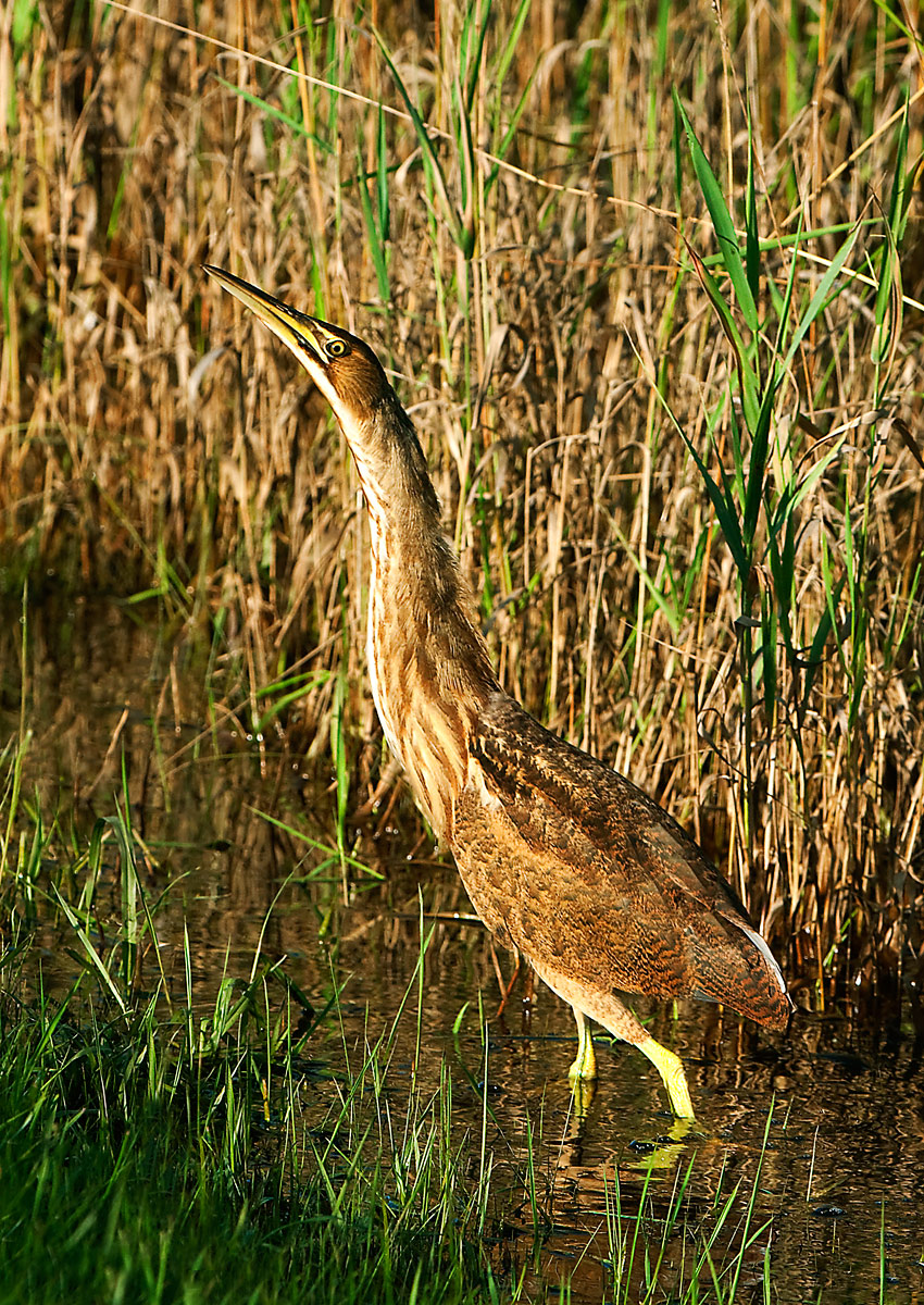 NPWC#573 Among the reeds
