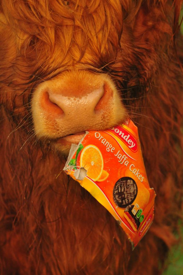 litter cow