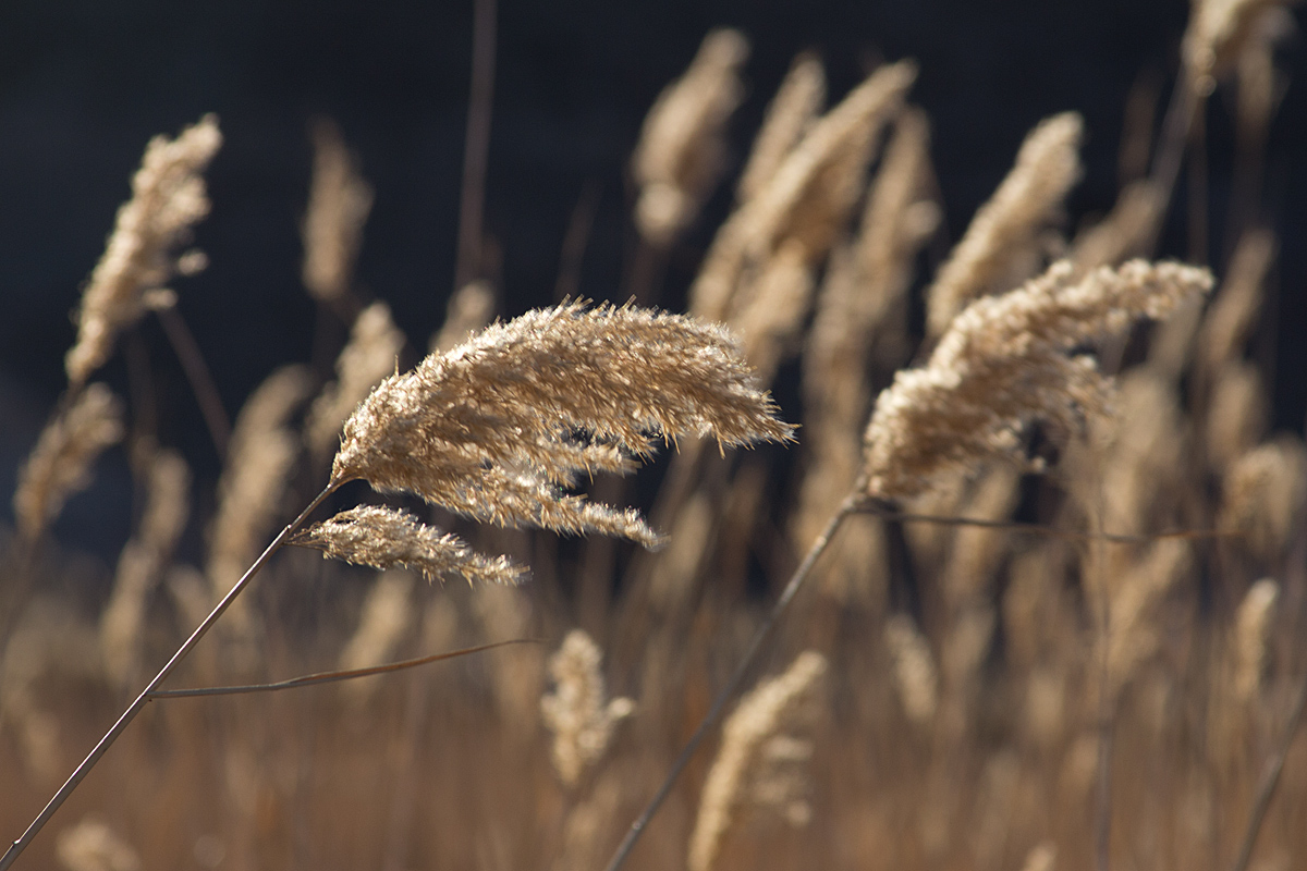 Blowing in the Wind