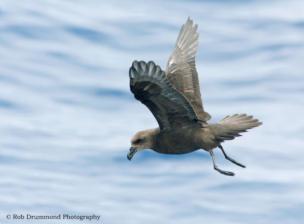Great-winged Petrel
