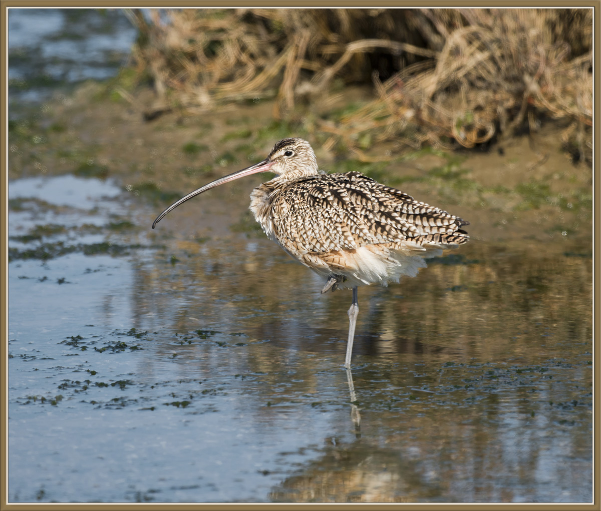 Long-Billed Curlew