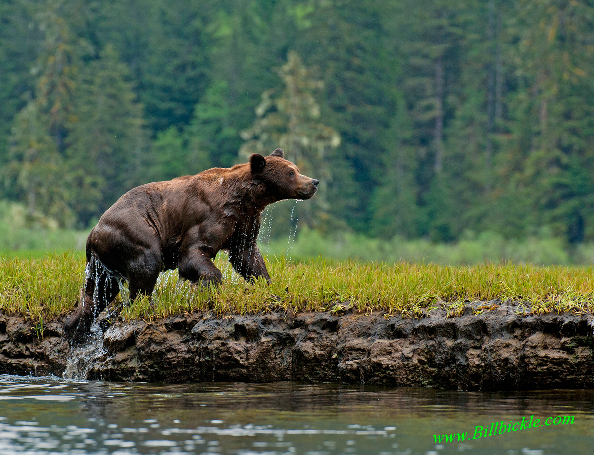 Wild Grizz Khutzeymateen