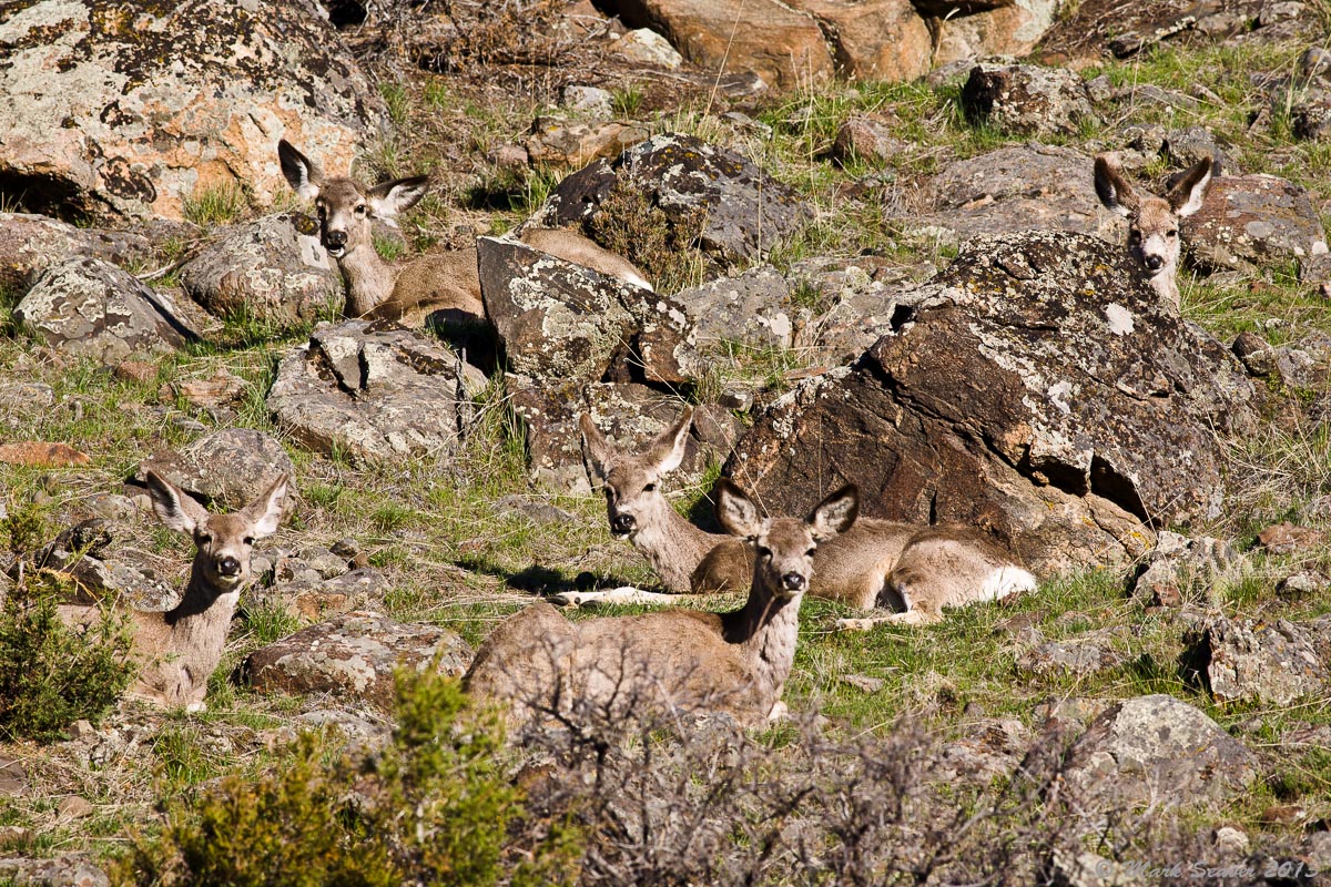 Deer on the Rocks