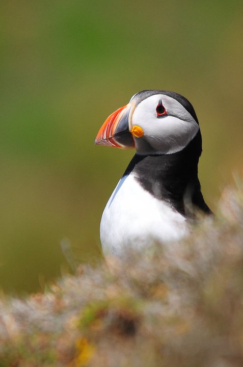 Puffin
