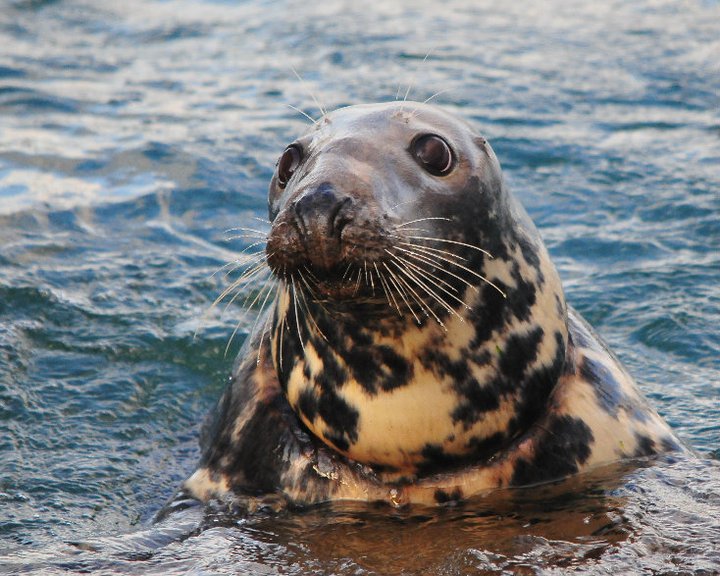 Harbour Seal