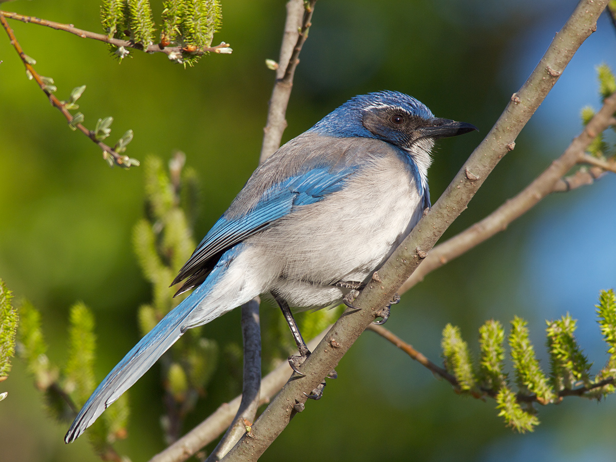 Western Scrub-Jay