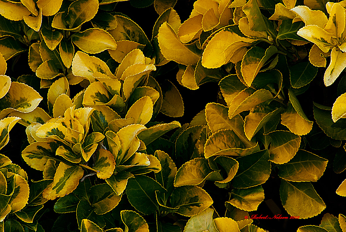 Yellow bush