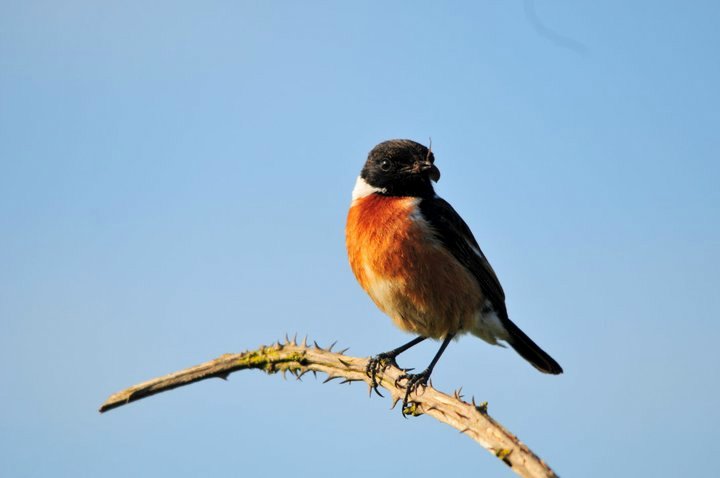 Stonechat