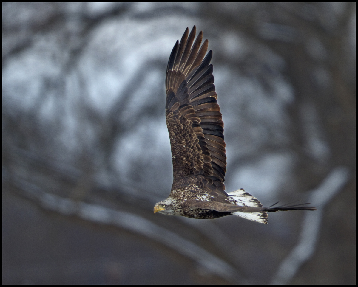 Eagle Banking