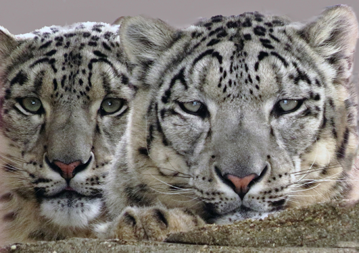 snow leopard couple C
