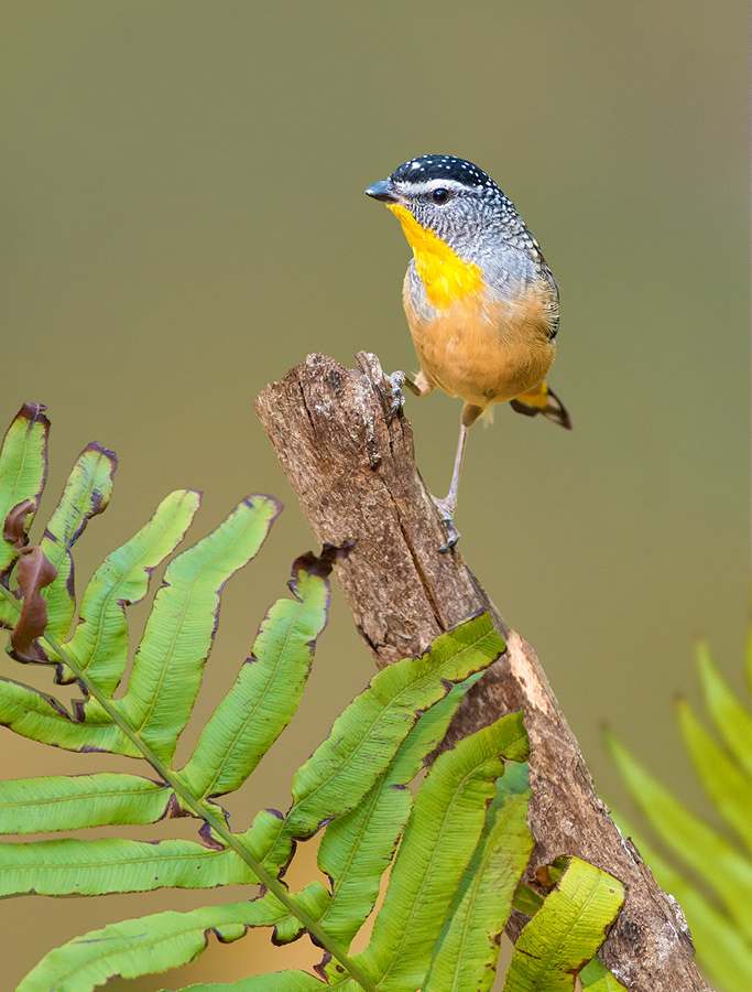 Spotted Pardalote