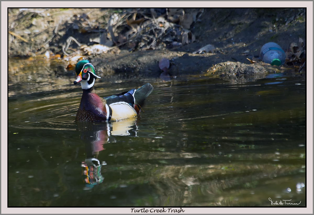 Turtle Creek Trash