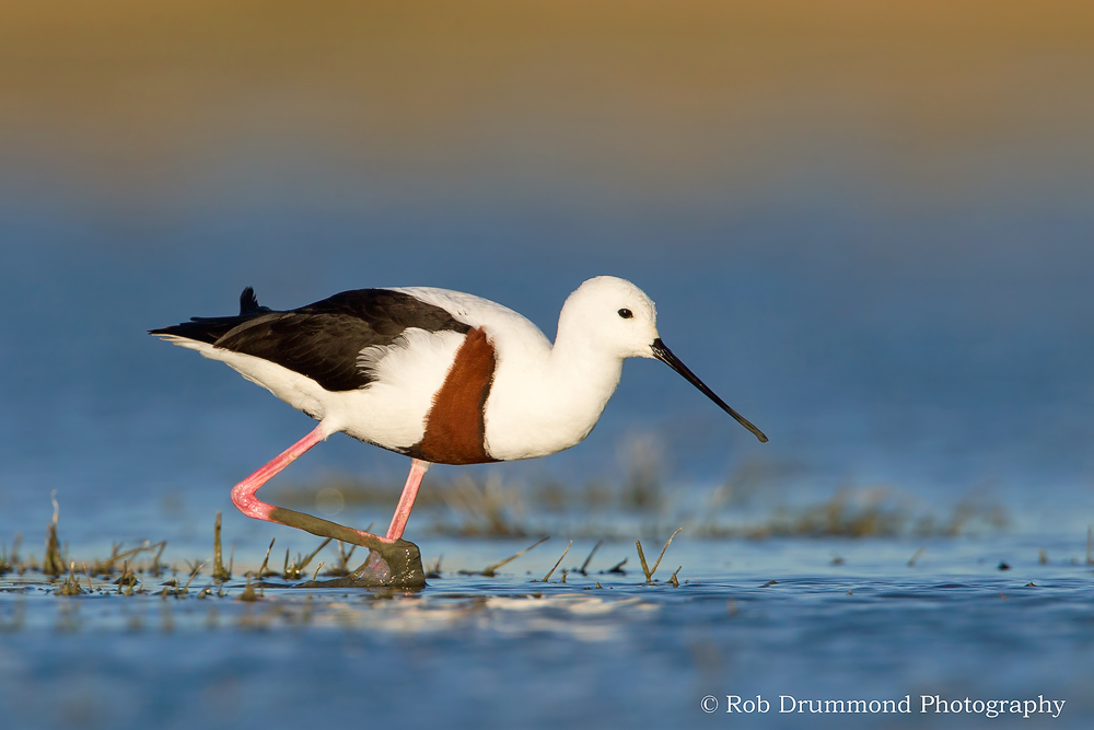 Banded Stilt