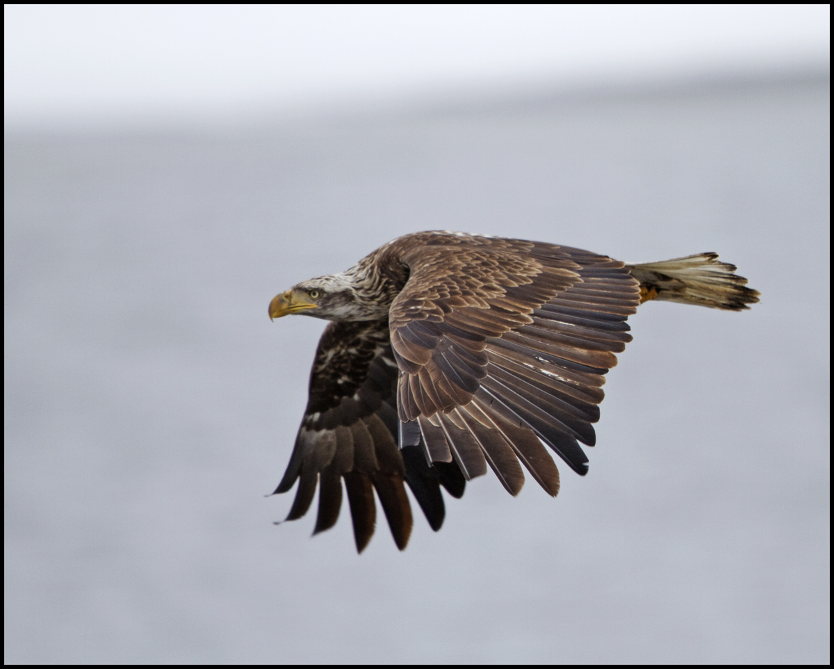 Eagle Flight