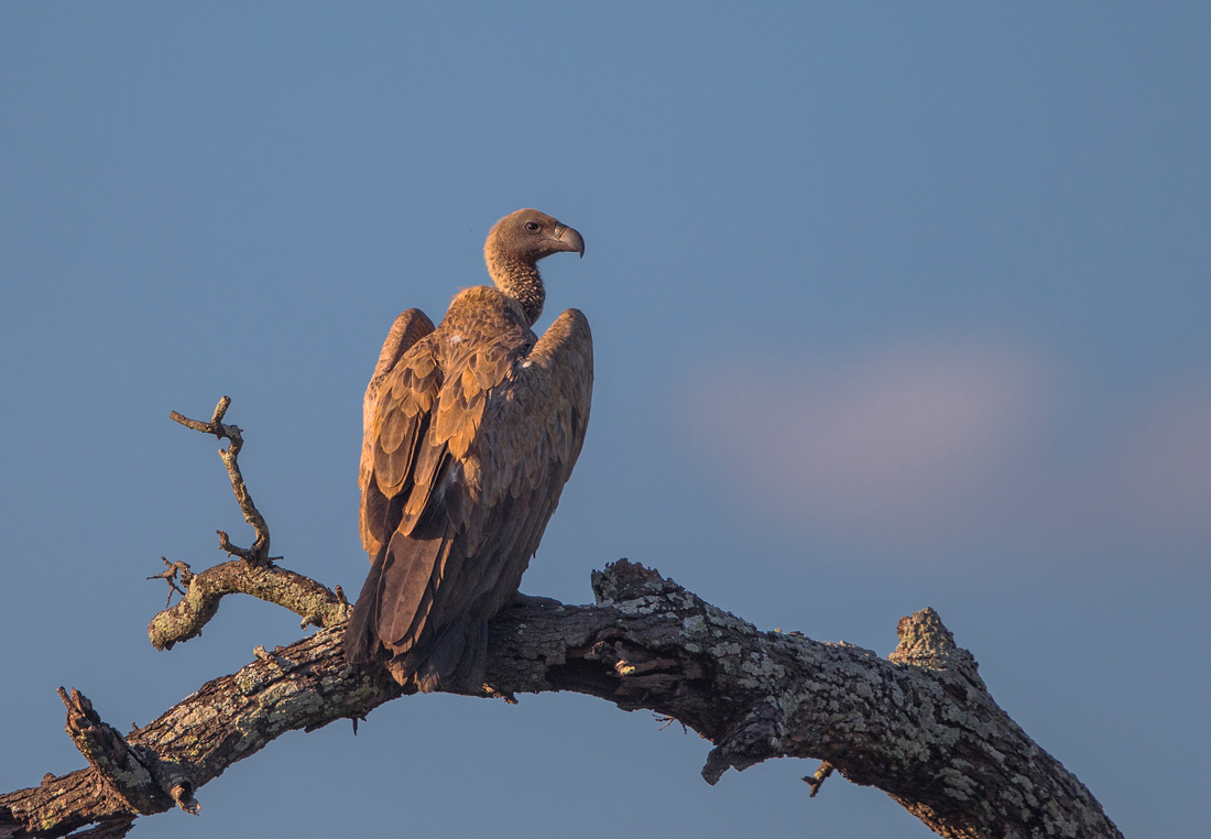 White-Backed Vulture