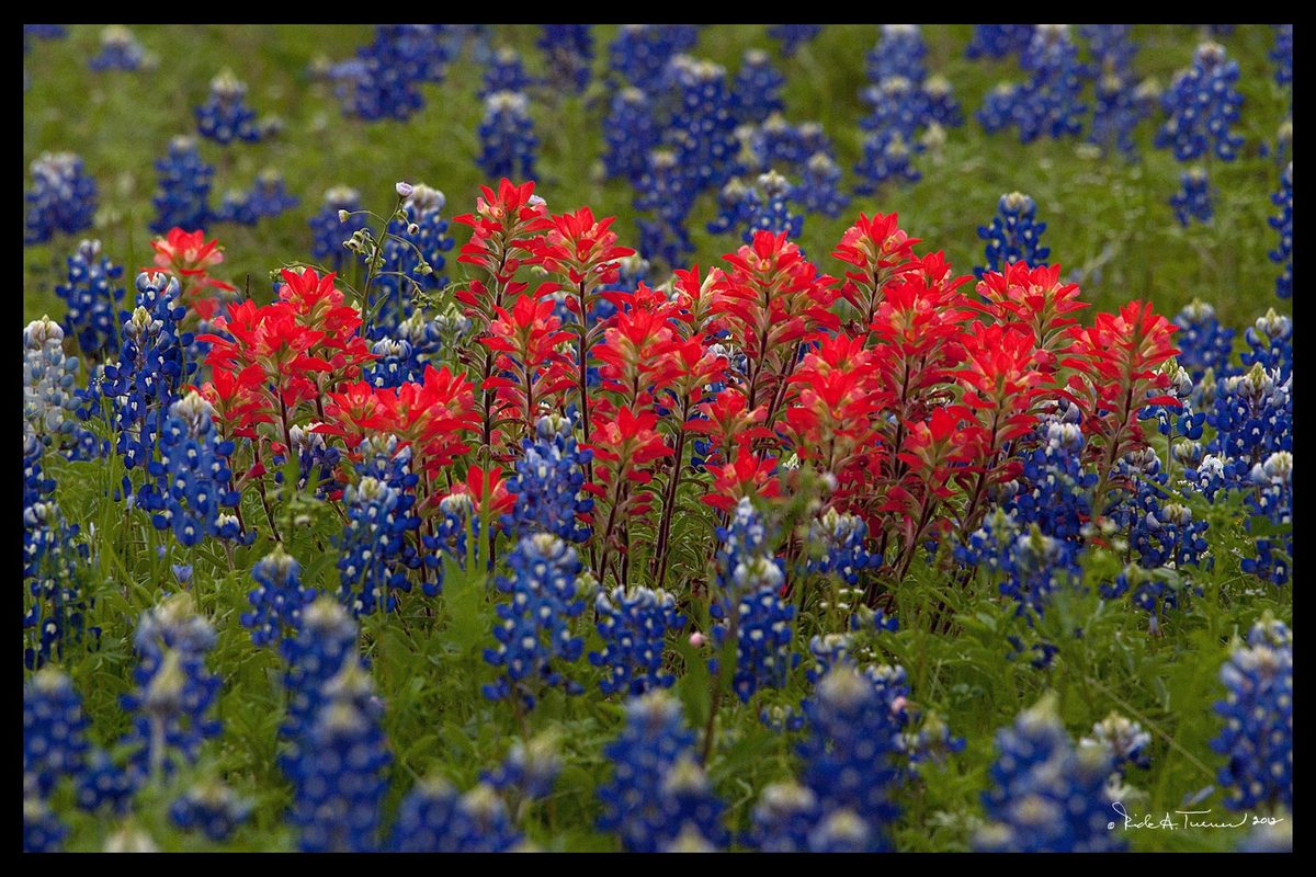 Paintbrush & Bluebonnets