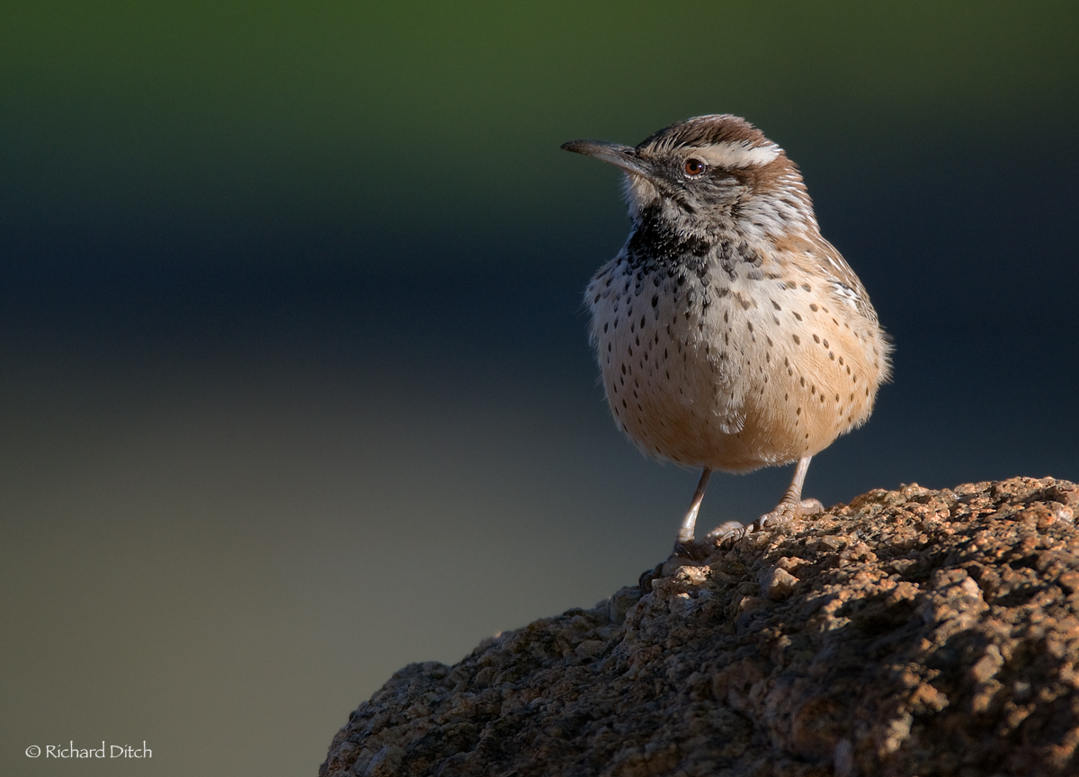 Cactus Wren
