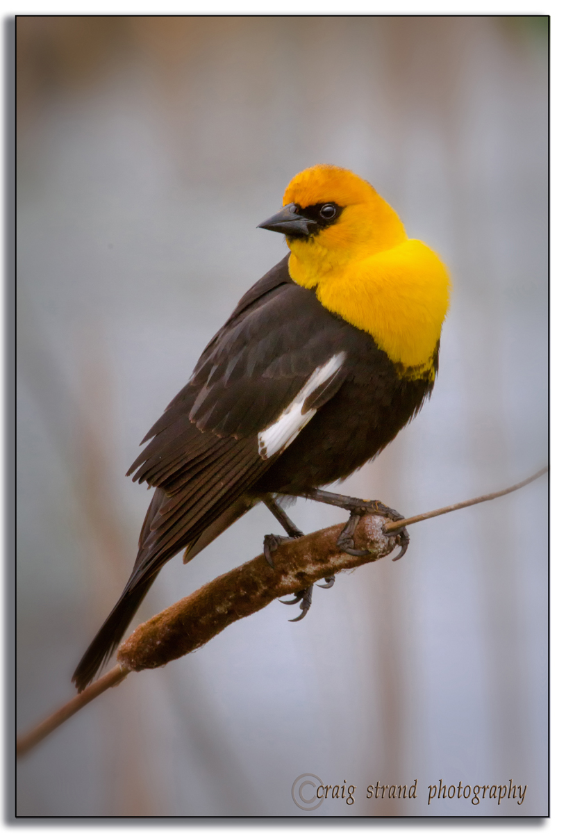 Yellow-headed Blackbird