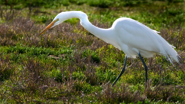Great Egret on the Hunt