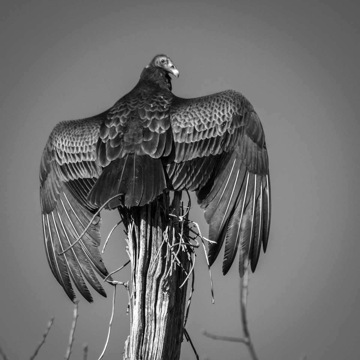 Red-Headed Turkey Vulture 
